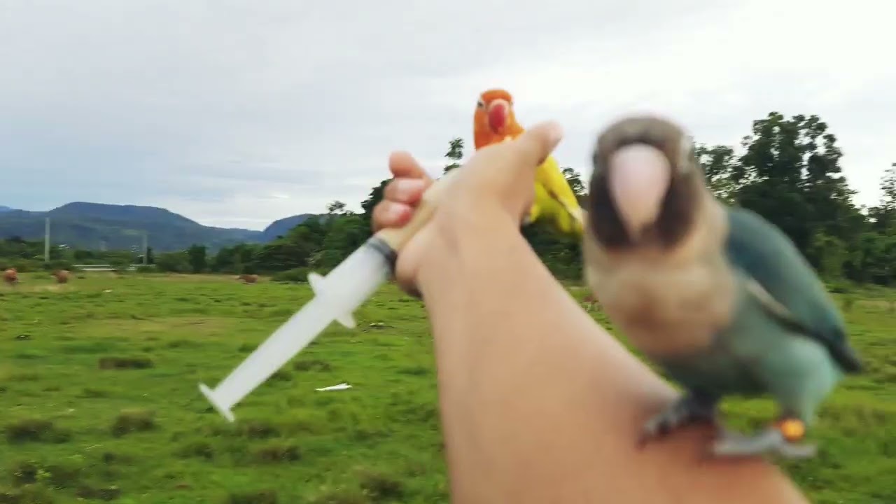 DAY 3 LOVEBIRD FF LATIHAN FLOCKING