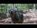 Best Trail Camera Highlights (2020 - 2021) -- Washington, Massachusetts -- Berkshire County