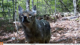Best Trail Camera Highlights (2020 - 2021) -- Washington, Massachusetts -- Berkshire County