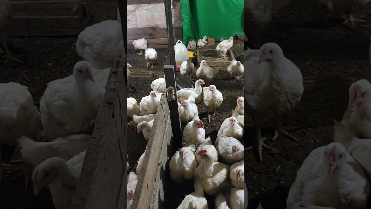 Ternak ayam 