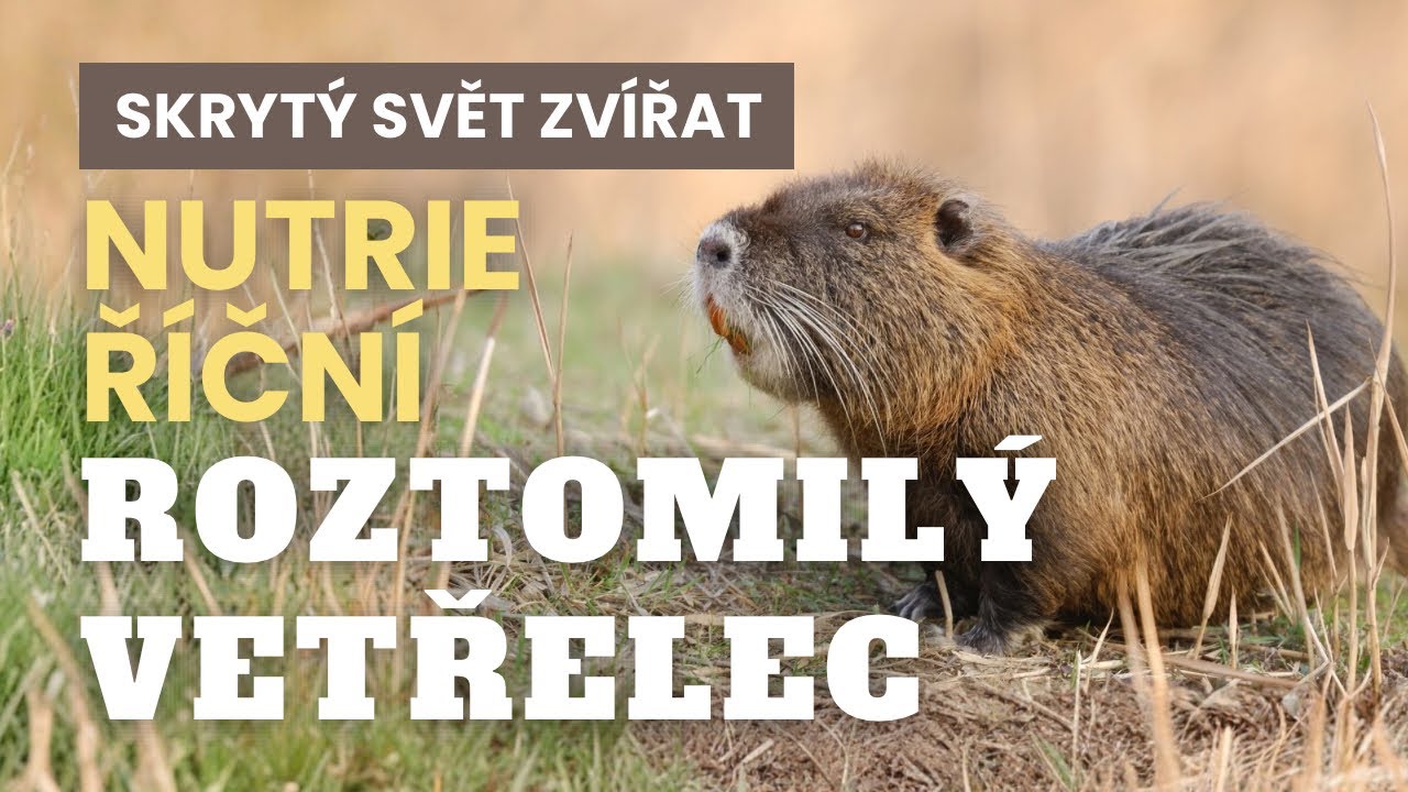 Nutrie říční: Roztomilé zvíře, které potichu změnilo českou krajinu