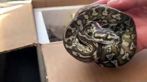 UNBOXING DOUBLE HET SNOW CARPET PYTHONS!!