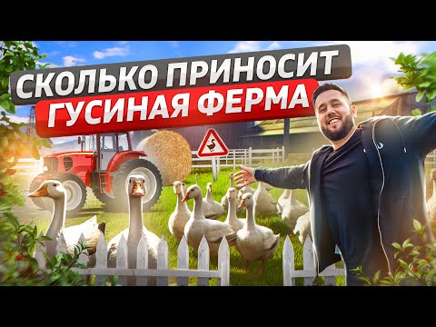 видео: Бизнес в деревне. Как выращивать гусей. Гусиная ферма