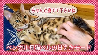 育児中のベンガル猫ベルが甘えたモード