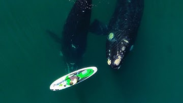 4K Video Incredible footage whale action. Curious whale gently pushes paddle board with fin