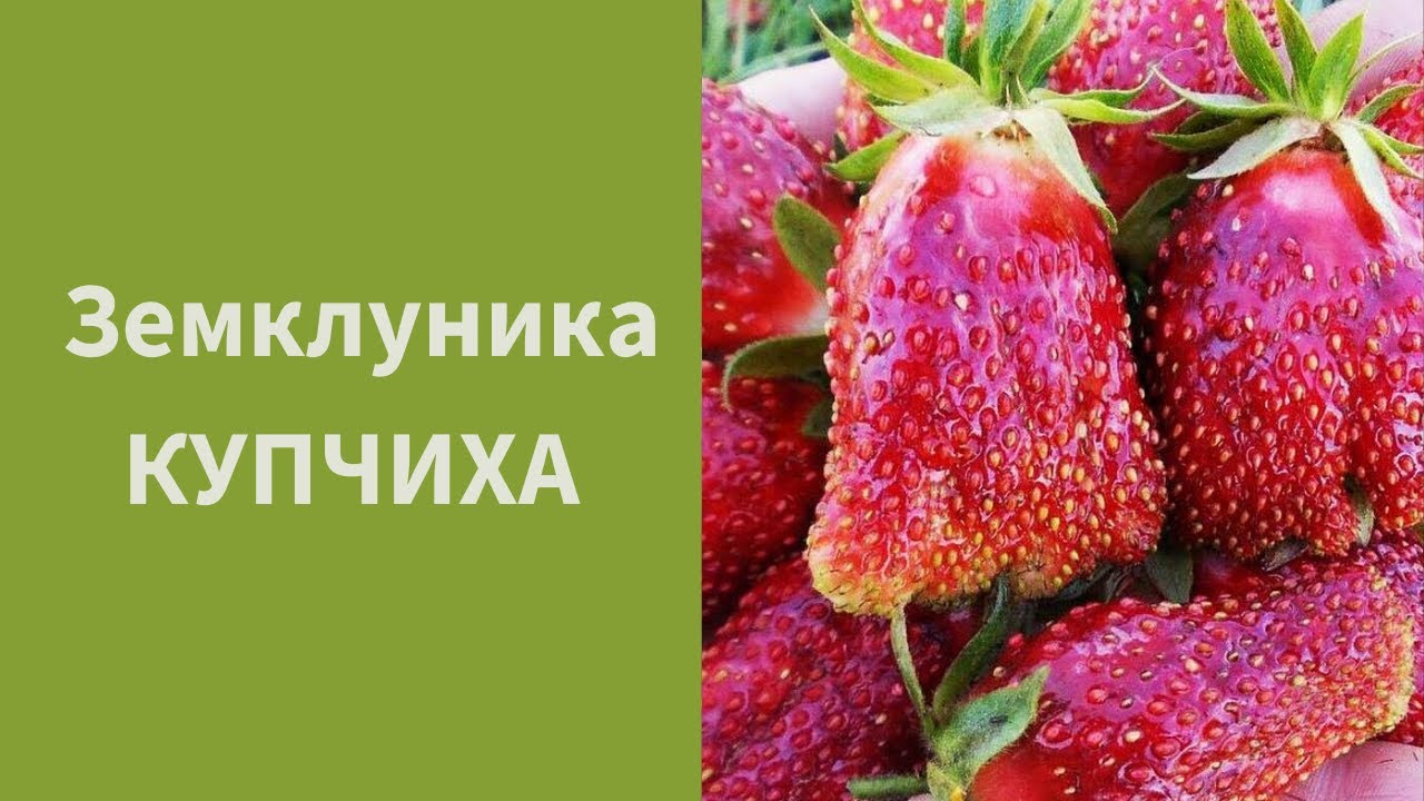 Купить клубнику сорт купчиха