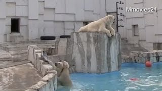 つ〜かまえた♪ 背中から抱きついたこぐま