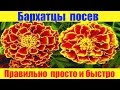 Бархатцы сеем правильно просто и быстро.