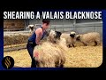 Shearing a valais blacknose in scotland