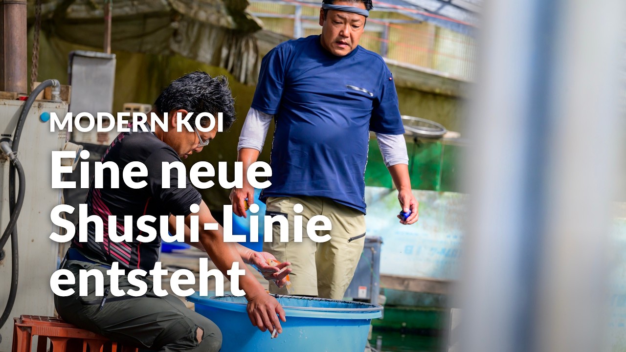 Konishi Live: Die Selektion von Karashi Shusui und Ginrin Kohaku | Modern Koi Blog #8411