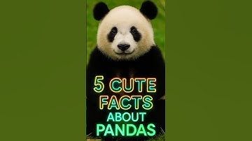 5 facts about panda 🐼 #facts #didyouknow #animals #2025 #trending
