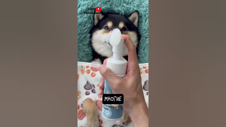 Shiba Inu 🦊 Clean Fox