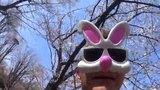 子供の吊り輪用にMAMMUT マムート スリング 桜の季節 ◆着用メガネ「アブソリュートヴィンテージ & うさぎ」 エベレストに行ってきます！571/1000 16/3/31