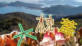 【菲e營香港行山hiking Vlog 30】大枕蓋吊鐘花行山路線：西貢总站坐94或96R北潭涌/上窰站下車，行至涼亭前馬路左樓梯上Tai Cham Koi，賞吊鐘花及行鹿湖郊遊徑離開👩‍🦯⛰️