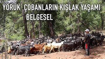 Yörük Tekin