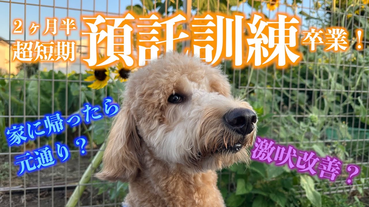 預託訓練卒業🎉激吠で悩んだ散歩から新しい生活の始まりまでの軌跡　#ゴールデンドゥードル#大型犬#育犬ノイローゼ#訓練犬#家庭犬#サカタドッグスクール