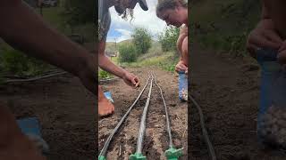 How to plant baby onion sets in your garden #gardening #homesteading #gardeningtips #howtoplant
