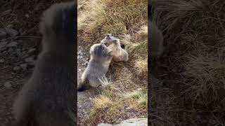 büyük kavga var 🤣