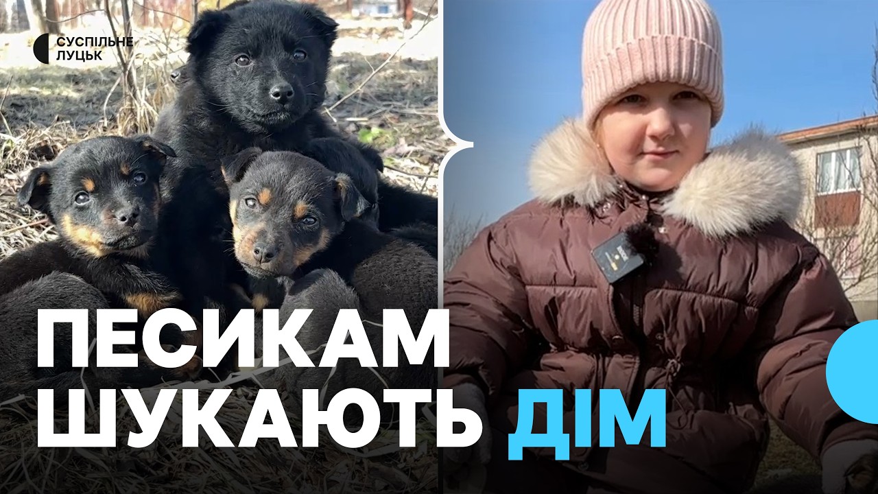 Учні ліцею шукають дім для 10 цуценят