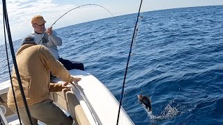 Bottomfish Mixed Bag Oregon Inlet North Carolina (Seabass, Triggerfish, Almaco Jacks, and more)