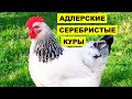 Разведение Адлерской серебристой породы кур как бизнес идея | Куры Адлерская серебристая