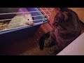 Cat VS Rats! Кот боится крыс/Крыса нападает на кота!!!