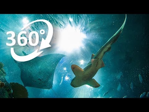 (4K) 360: A taste of the world under the sea