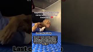 We Need $400 to Save This Dog ❤️