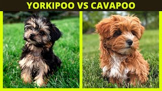 YORKIPOO VS CAVAPOO | the difference in breeds and what breed you might preffer? by The Pet Pooch Program 8,936 views 2 years ago 7 minutes, 32 seconds