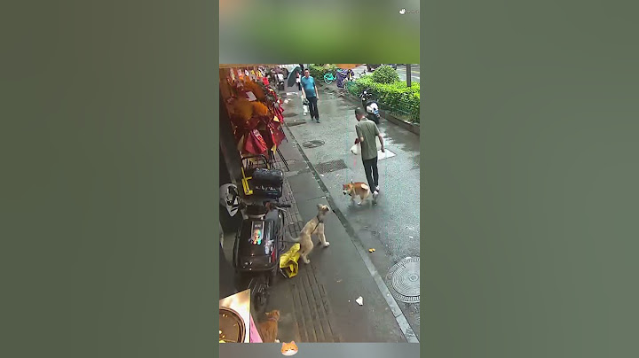 Cats and dogs protect each other🥰#foryou #usa #catsoftiktok #bestfriend #doglover #dogsoftiktok