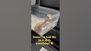 The Ultimate Guide to Pastel Banana Leopard Clown Ball Pythons