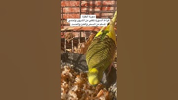 #سورة_البقرة #قرآن #طعام #طيور #البادجي #بدون_زيت #العراق #quran #birds #budgies #food #texas #usa