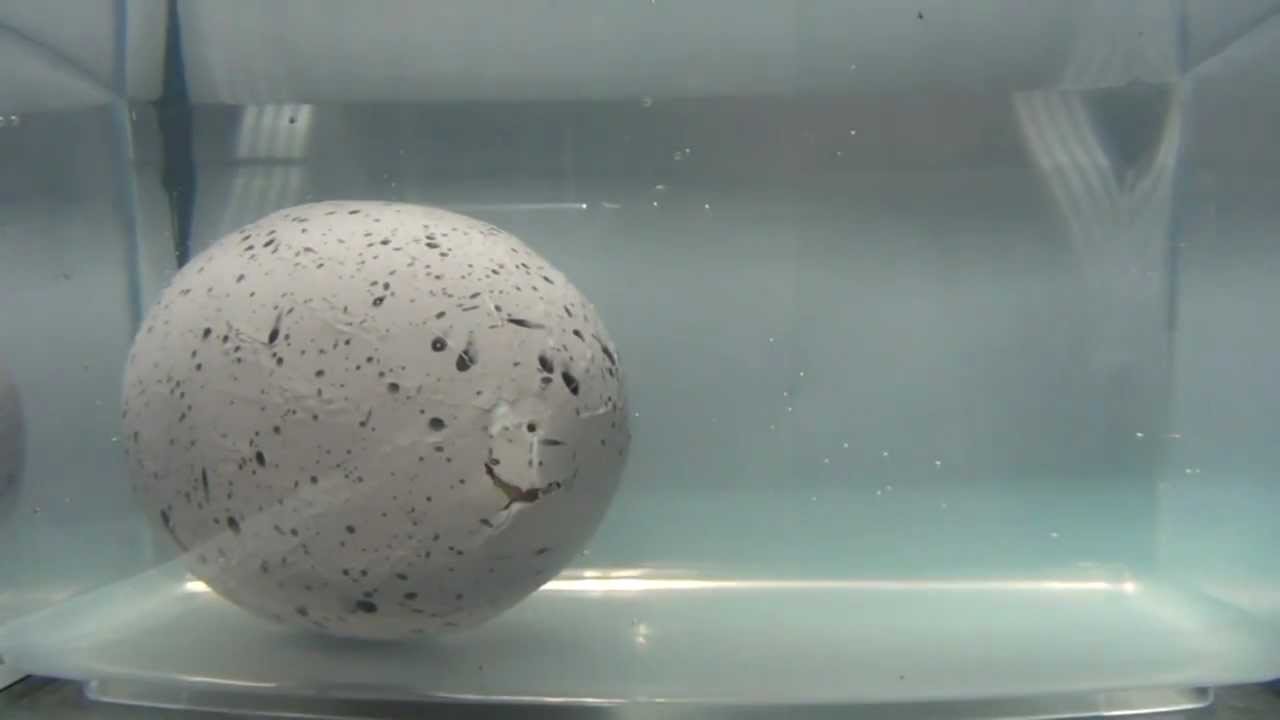 hatching dino