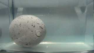 Dinosaur egg hatching