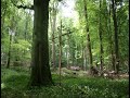 Tués à 19 ans par un orage dans la frêt d'Eu, il y a 90 ans