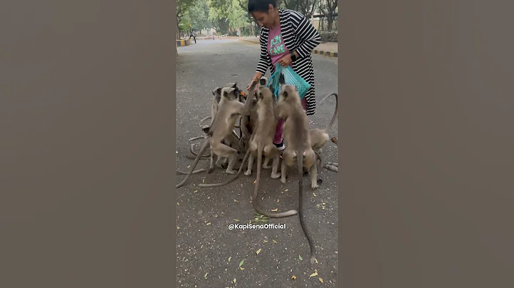 Feeding Food To Monkeys (Kapi Sena)🐵🐒 #shorts #monkey #bandar #feeding #viral #monkeyvideo #funny