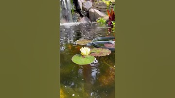 Thumbnail of Yellow water lily about to bloom #pond #koipond #diypond #waterfeature #waterlily #aquascape