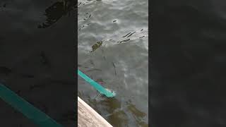 JALA IKAN DI PINTU AIR IKAN NYA PADA LONCAT2.. NETS FISHING