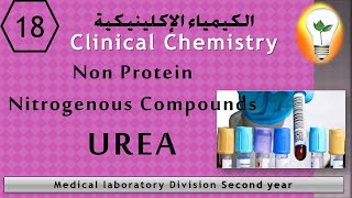 Clinical Chemistry (18) Non Protein Nitrogenous Compounds UREA اليوريا المركبات غير النيتروجينية