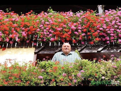 Video: Briga Za Kraljevske Pelargonije Kod Kuće