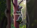 Koalas Have HUMAN-LIKE Fingerprints?! 🐨👆 | Weird Animal Facts #Shorts