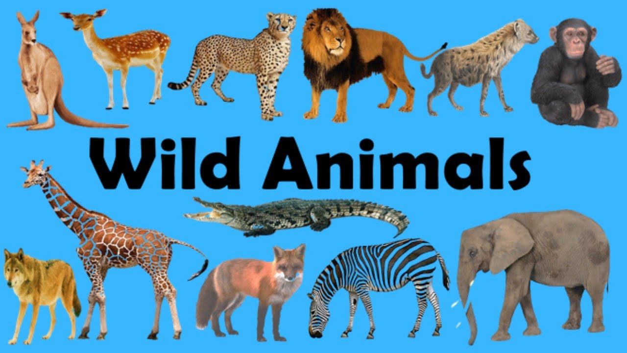 Animals Live In Forest With Name Jungle Animals Name Jungle Animals animals-live-in-forest-with-name-jungle-animals-name-jungle-animals