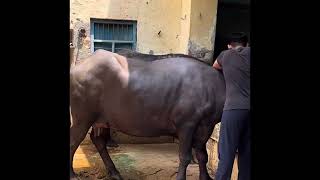 Indian búfalo 🐃 una economía que no para #feed #india #nature #shortsvideo #economy #cow #viral