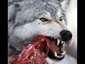 Застрелили матерого волка