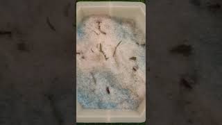 #DIYResinArt#ResinEncapsulation#NatureInResin#FlowerInResin#FloralKeepsake(for sentimental items).