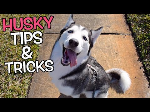 how-to-practice-walking-your-husky!-(p.o.-box-information)