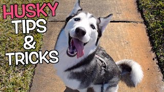 How To Practice Walking Your Husky! (P.O. Box Information)