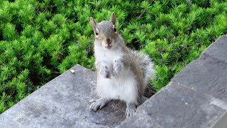 Baby squirrel's first time at my window is overwhelming