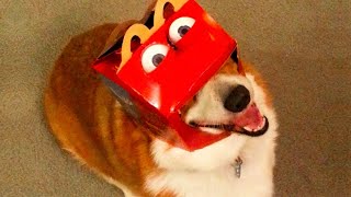 The Funniest Dog Videos on the YouTue / Internet | Anime - Television genre | Boy - Topic