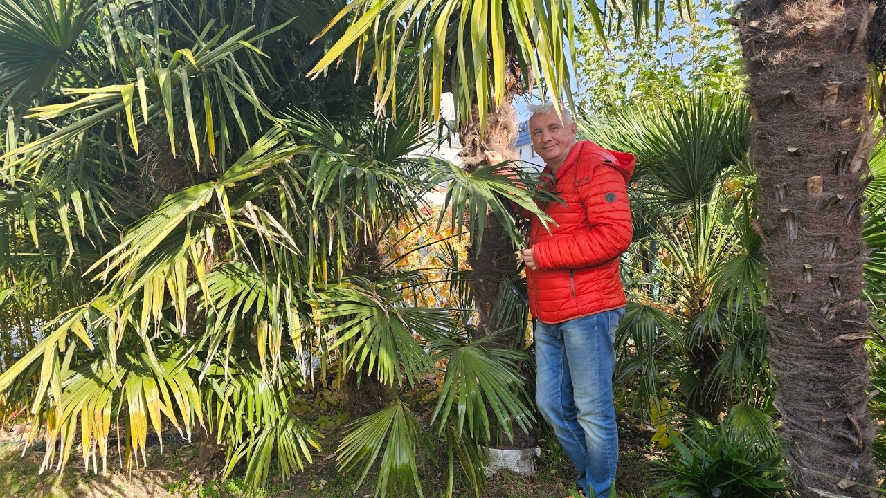 Jak rosną palmy w Polsce. Mój ogród w Dzierżoniowie. Podsumowanie sezonu 2024 cześć palmowa.